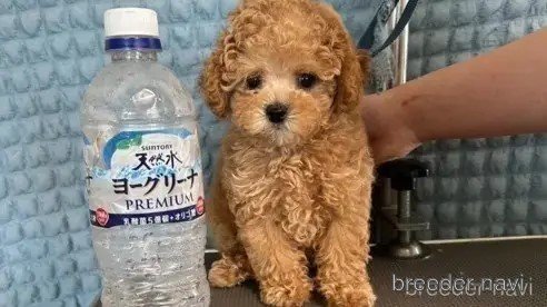 成約済の愛知県のティーカッププードル-344963の7枚目